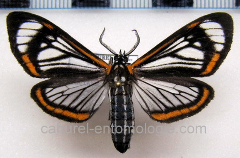 Hyalurga lauronoides  mâle Hering, 1925                               