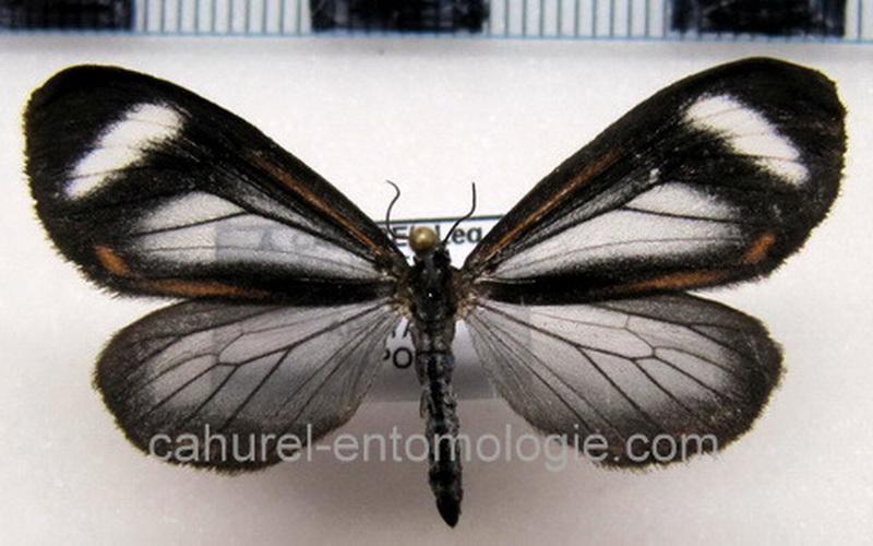  Hyalurga leucophlebia femelle  Hering, 1925                              