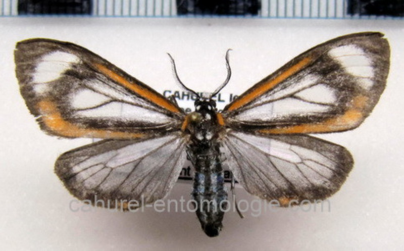   Hyalurga leucophlebia  mâle  Hering, 1925                             
