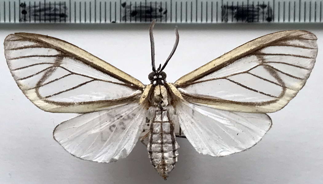  Hyalurga mysis mâle  (Erichson, 1848)
