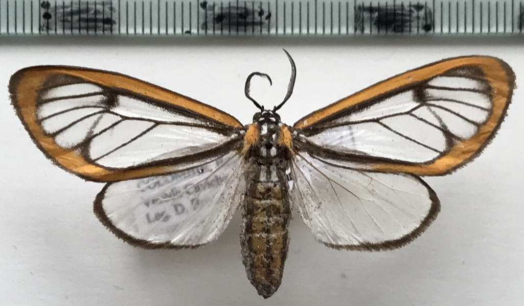  Hyalurga sixola  mâle  Schaus, 1910