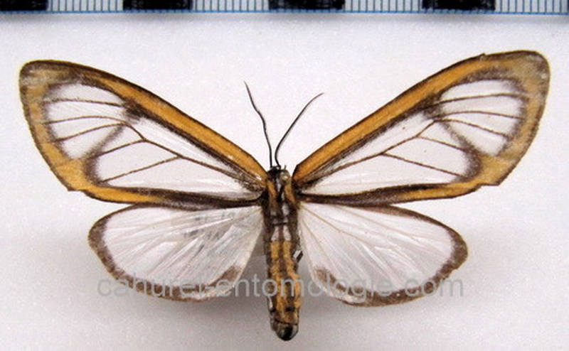 Hyalurga  sp (fenestra ?)  mâle                                