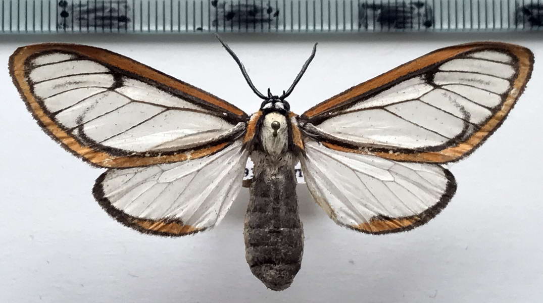  Hyalurga urioides  mâle  Schaus, 1910     