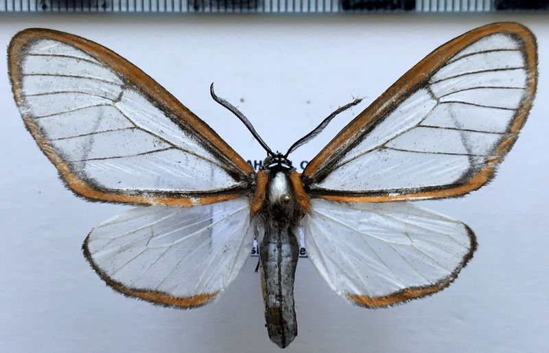 Hyalurga urioides  mâle  Schaus, 1910     
