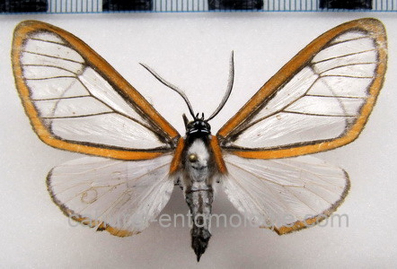 Hyalurga urioides  mâle  Schaus, 1910                               