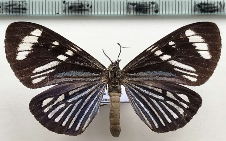 Hypocrita bicolora femelle Sulzer, 1776
