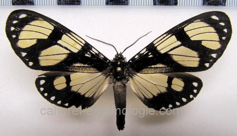 Notophyson heliconides  male Swainson, 1833                              