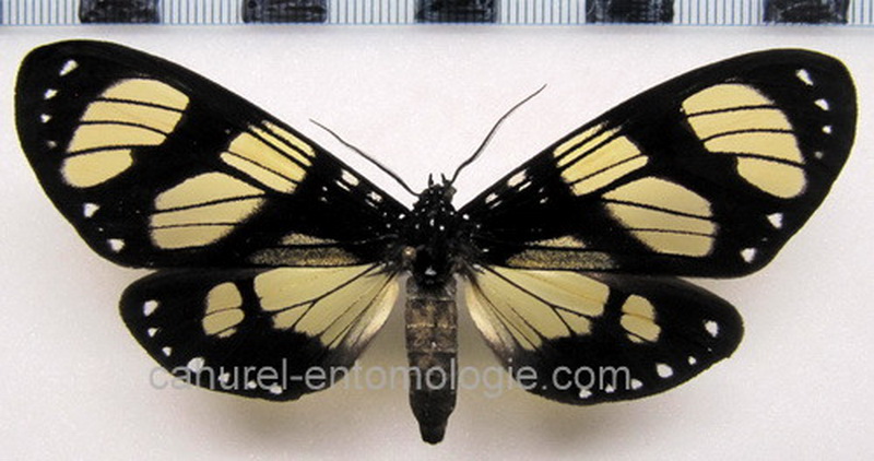 Notophyson heliconides  male Swainson, 1833                               