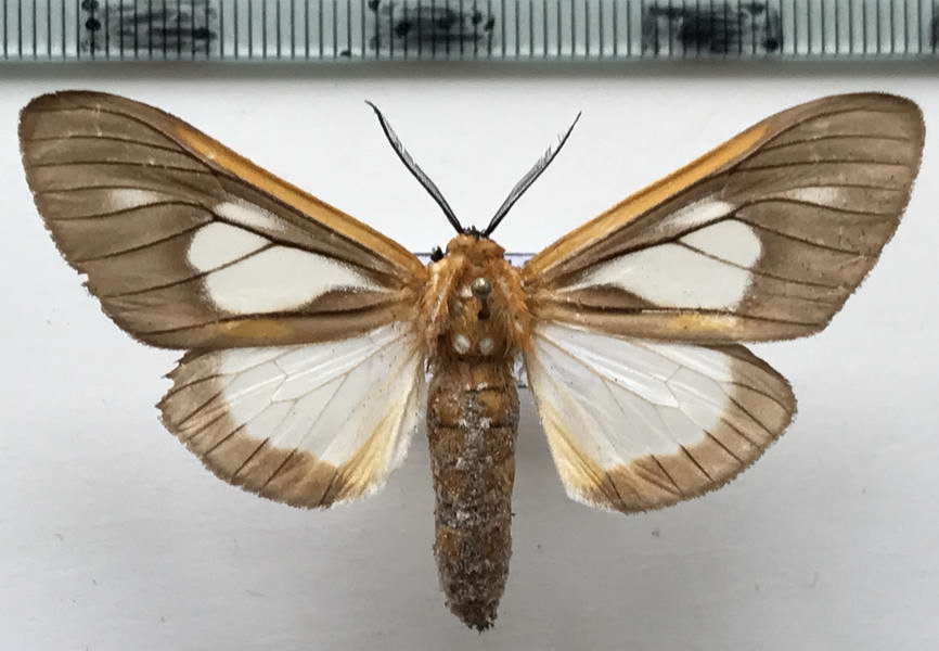 Stenognatha gentilis mâle  Felder & Rogenhofer, 1874 