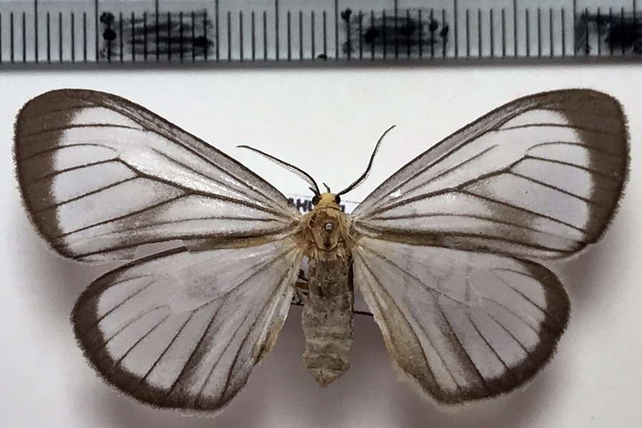  Xenosoma geomtrina femelle    (Schaus, 1910)