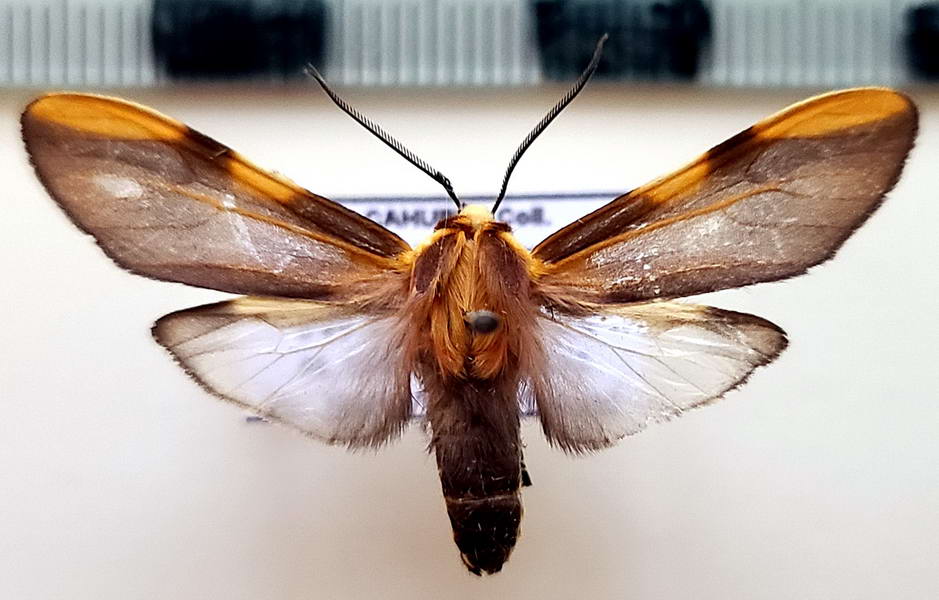   Aemilia crassa  mâle (Walker, [1865])