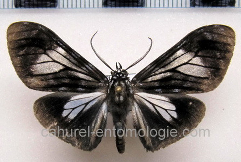  Aemilia fanum  mâle  (Druce, 1900)                              