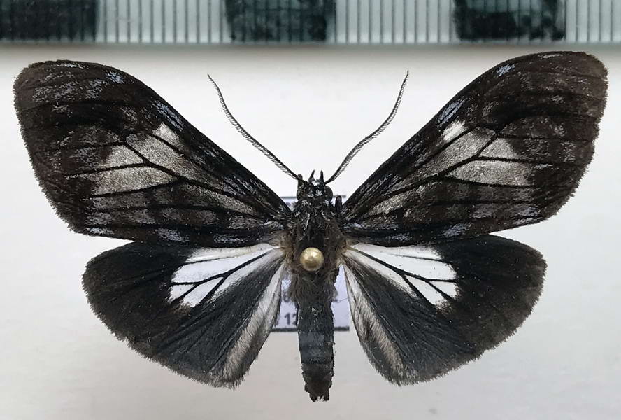   Aemilia fanum  mâle  (Druce, 1900)   