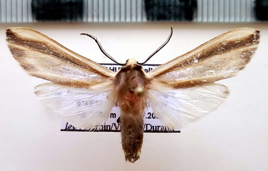     Aemilia mincosa  mâle (Druce, 1906)