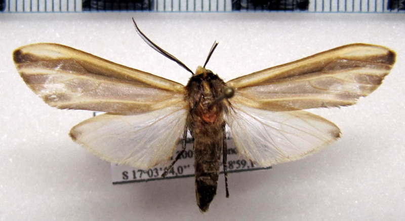     Aemilia mincosa mâle     Druce, 1906                       
