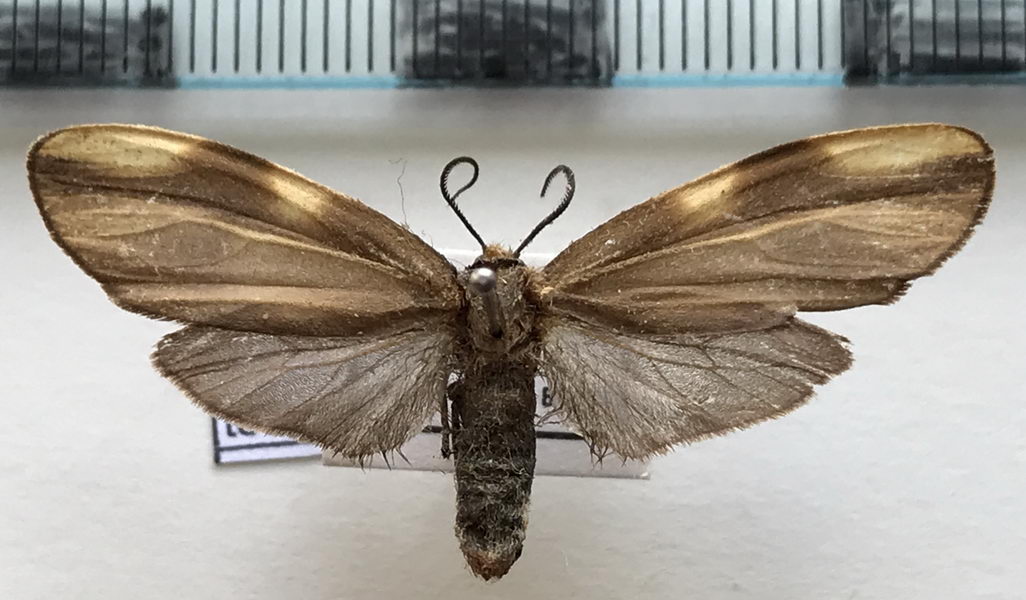 Aemilia testudo  mâle   Hampson, 1901