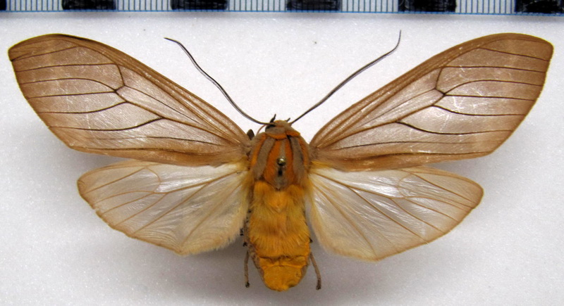 Amastus coccinator  mâle     Schaus, 1901                                                          