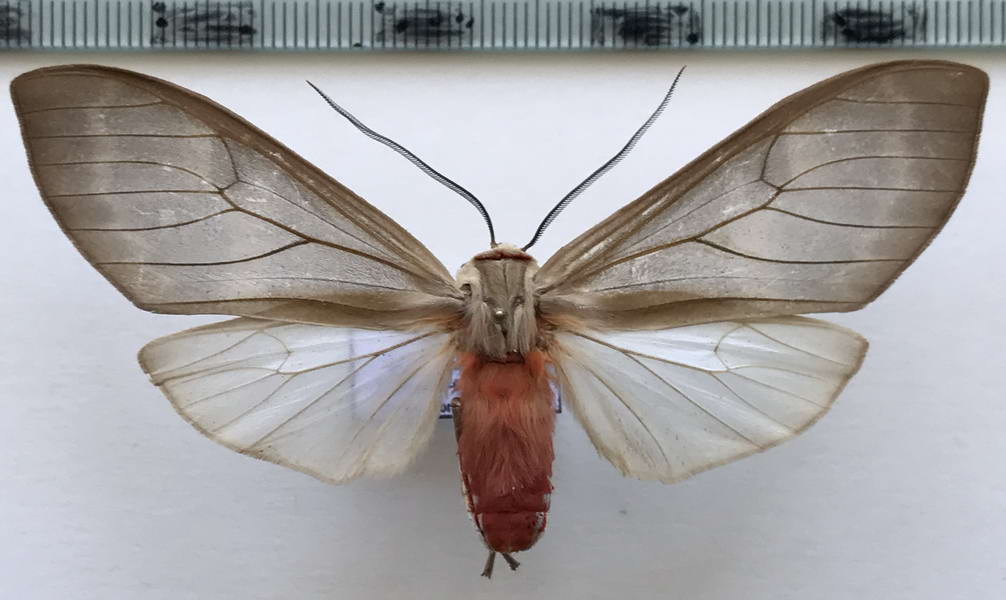  Amastus coccinator  mâle     Schaus, 1901                            