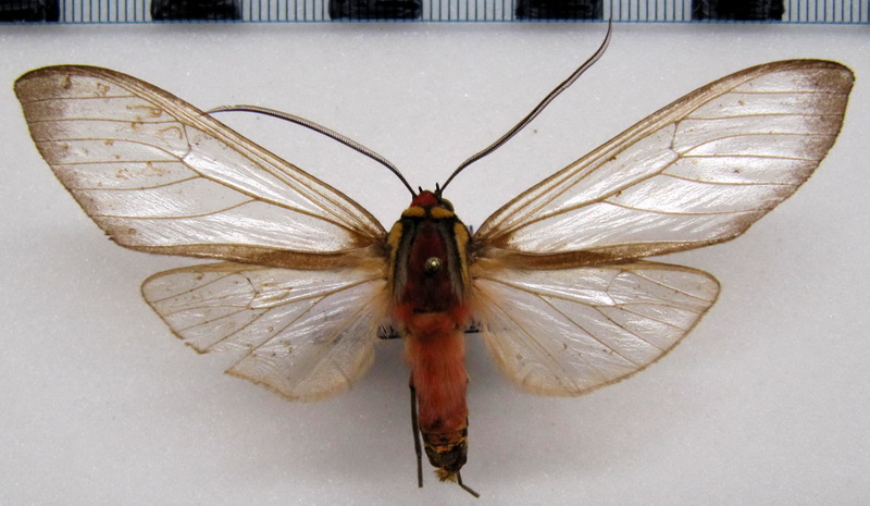 Amastus sp 05  male                                