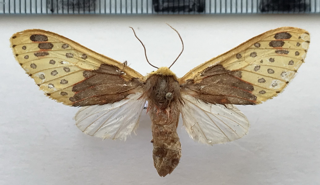  Amaxia affinis femelle Rothschild, 1909