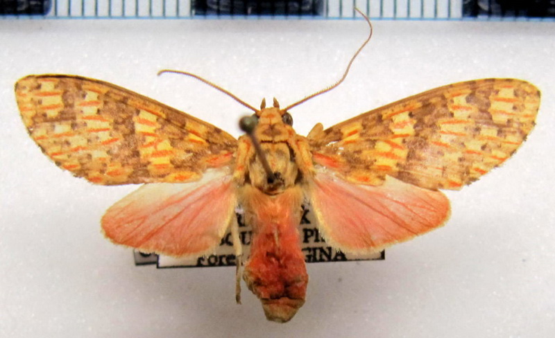 Amaxia erythrophleps   femelle  Hampson, 1901                               