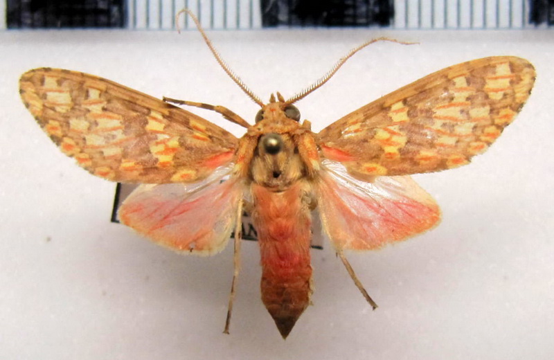 Amaxia erythrophleps   male Hampson, 1901                               
