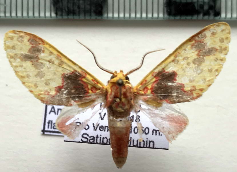  Amaxia flavipuncta mâle Hampson, 1903