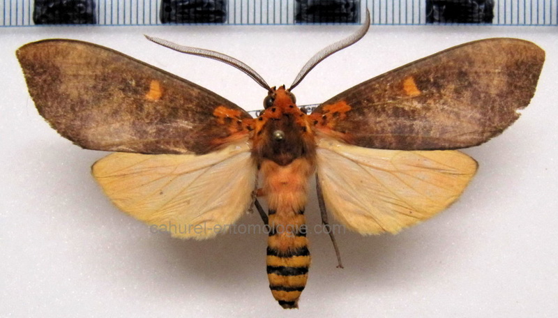 Ammalo helops  male Cramer, 1775                               