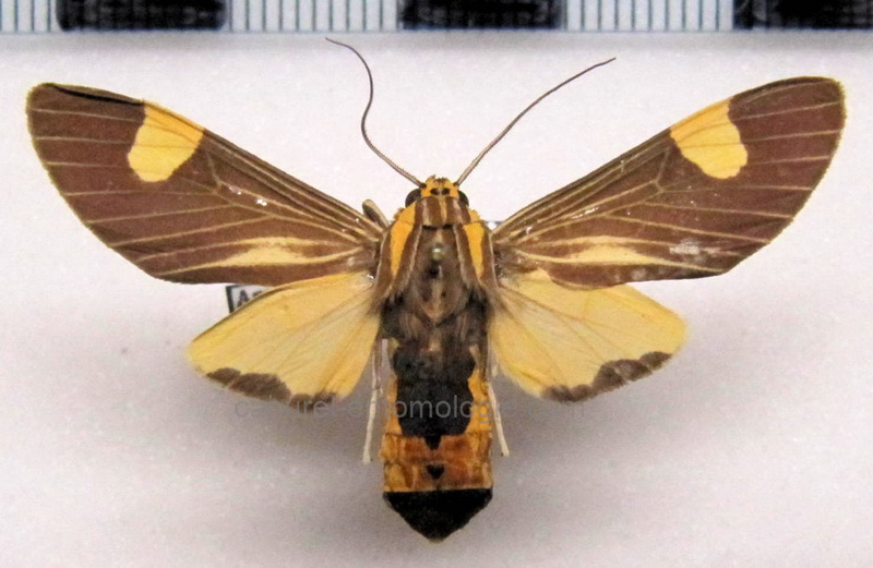 Amphelarctia priscilla   femelle  Schaus, 1911 