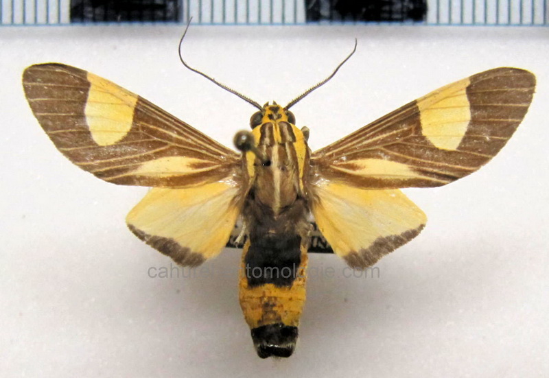  Amphelarctia priscilla   mâle  Schaus, 1911