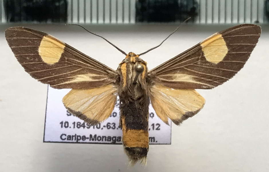 Amphelarctia priscilla   mâle  Schaus, 1911