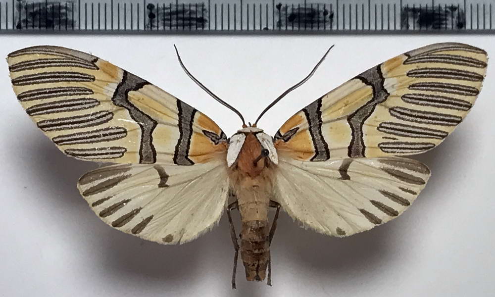    Anaxita decorata  mâle  Walker, 1855     