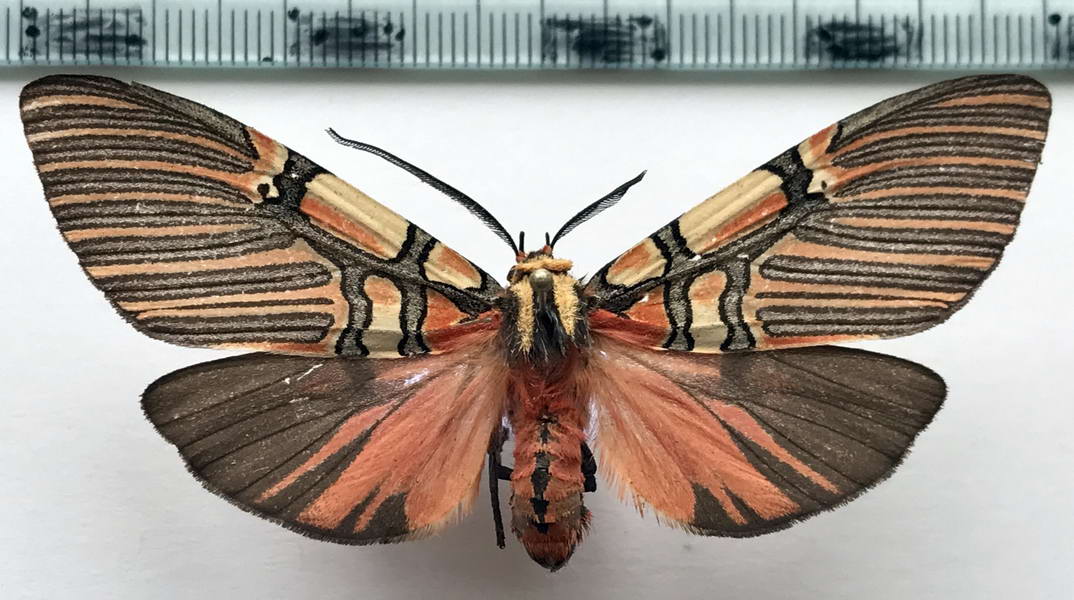  Anaxita sannionis mâle Butler, 1873