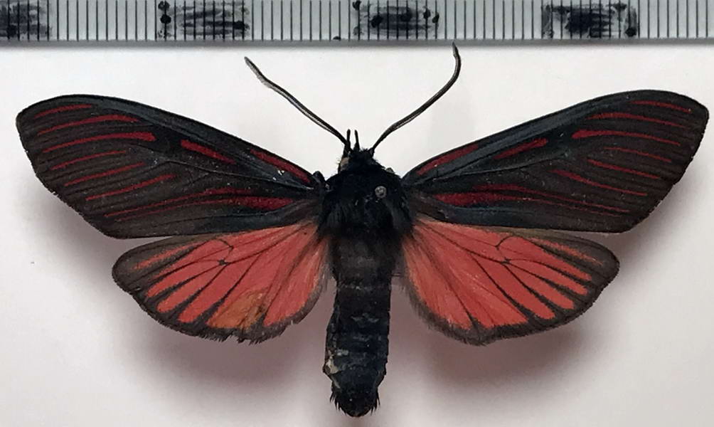  Anaxita suprema mâle  (Walker, [1865]) 