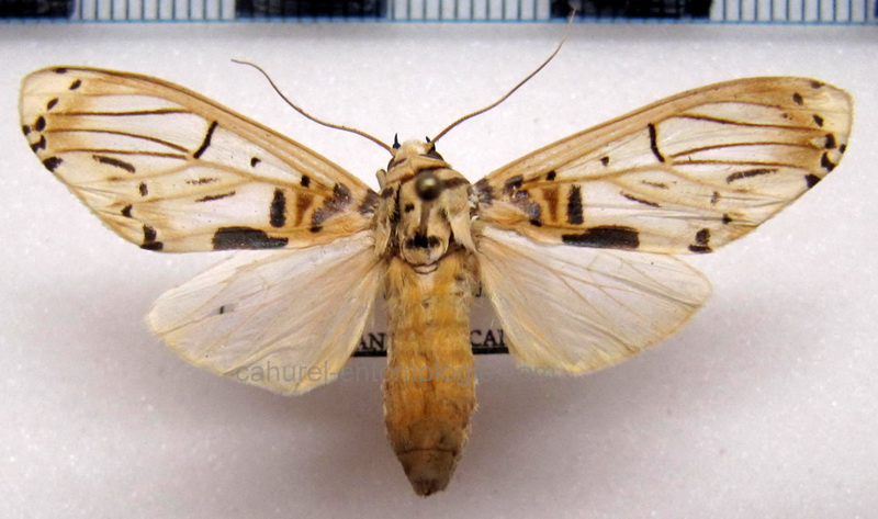  Aphyle cuneata  femelle Hampson, 1905                              