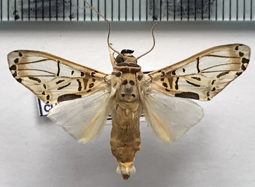   Aphyle cuneata  mâle Hampson, 1905     