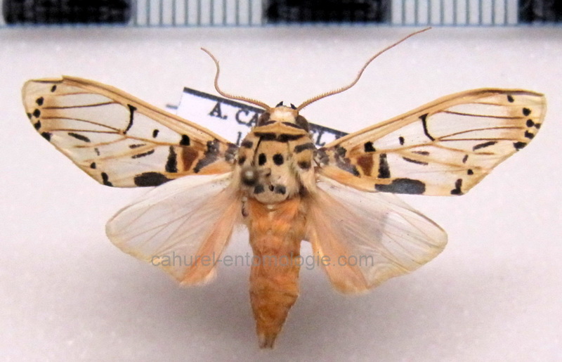 Aphyle cuneata  mâle Hampson, 1905                              