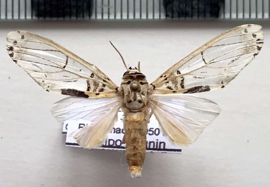  Aphyle cuneata  mâle Hampson, 1905     