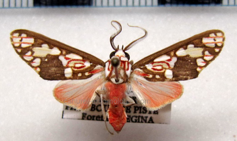   Araeomolis albipicta  male Dognin, 1909                            