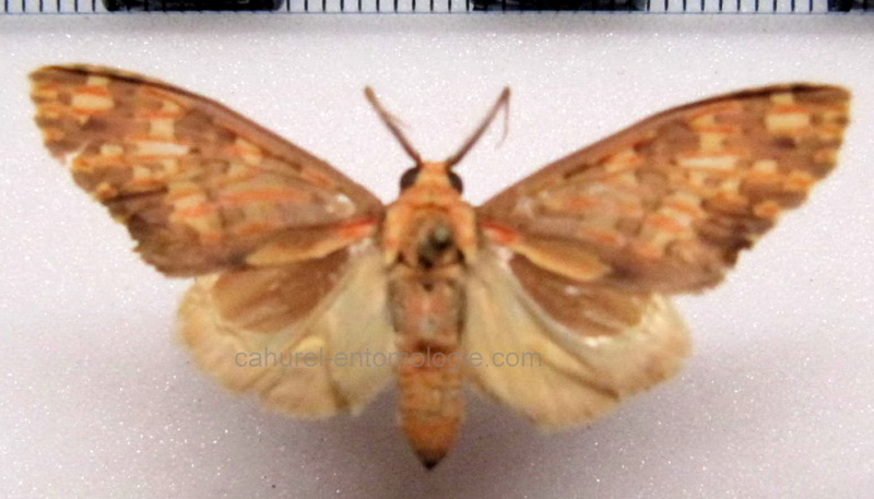   Araeomolis irregularis   male  Rothschild, 1909                             