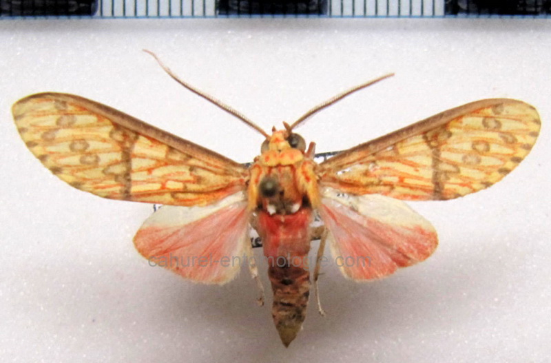  Araeomolis irrupta   male Schaus, 1905                              