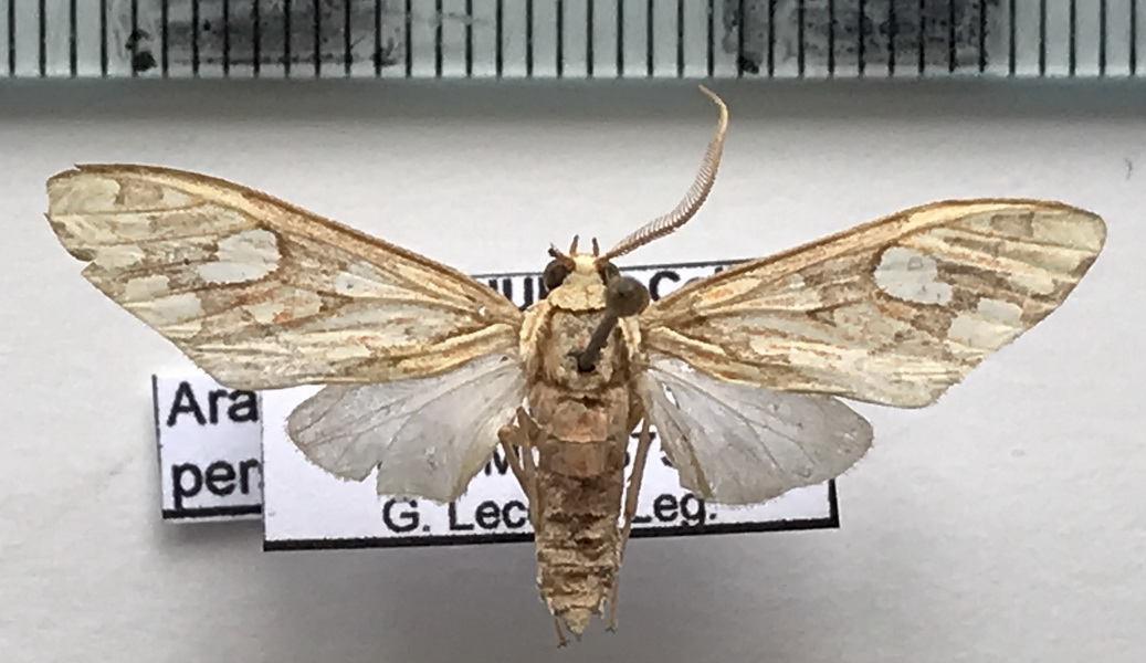  Araeomolis persimilis mâle  (Rothschild, 1909)