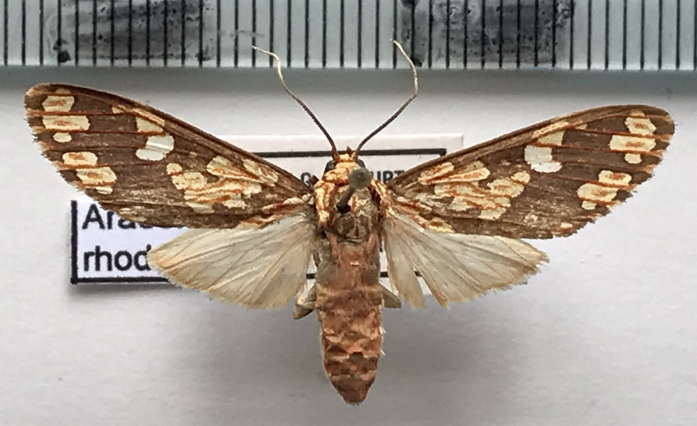   Araeomolis rhodographa  femelle   Hampson, 1901