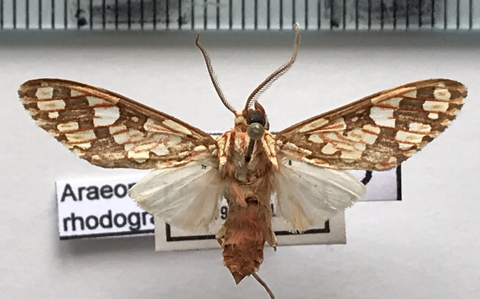   Araeomolis rhodographa  mâle  Hampson, 1901