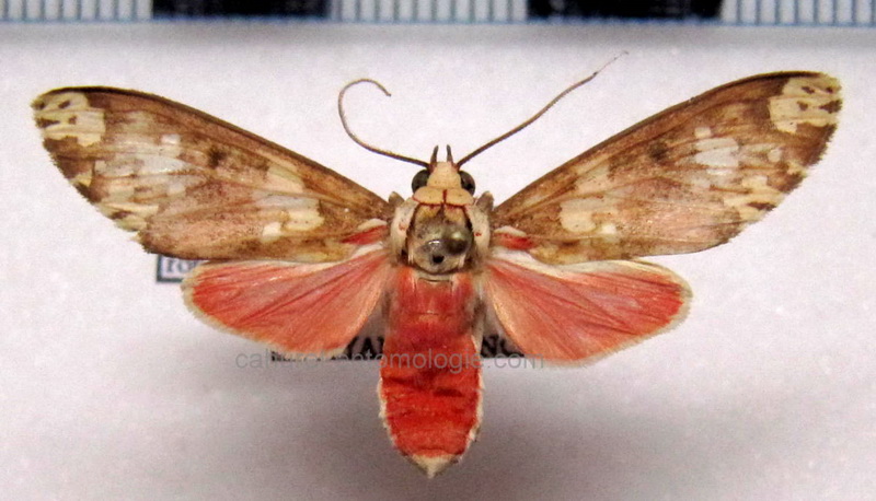  Araeomolis robusta  femelle Toulgoët, 1987                              