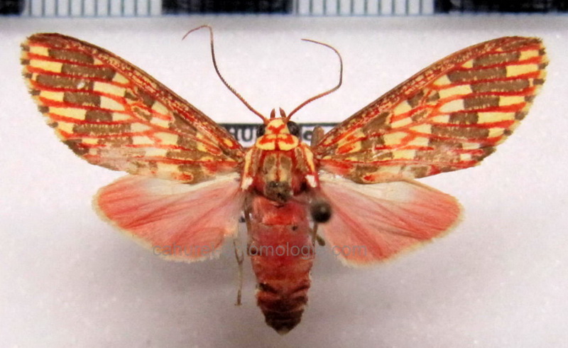  Araeomolis rubens    femelle  Schaus, 1905                              