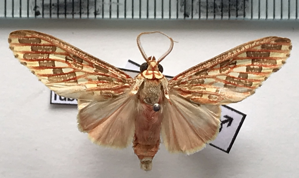  Araeomolis rubens    mâle  Schaus, 1905                              