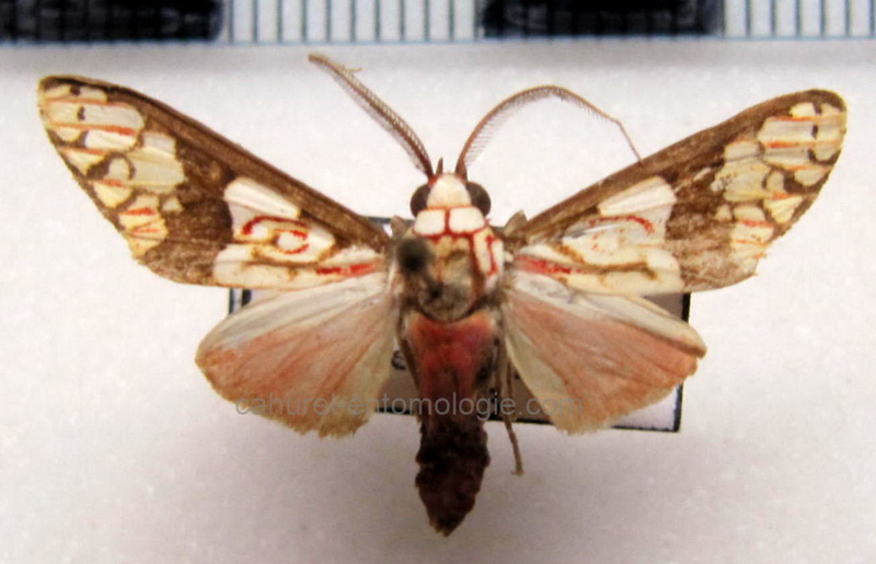 Araeomolis transversa   male  Toulgoët, 1993                               