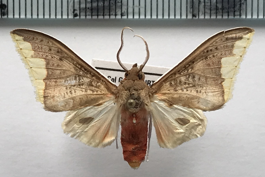  Arctiarpia melanopasta mâle   (Dognin, 1907)