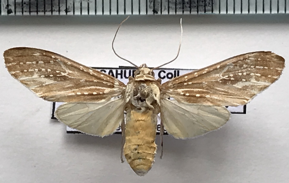   Astralarctia pulverosa (Schaus, 1905)  femelle
